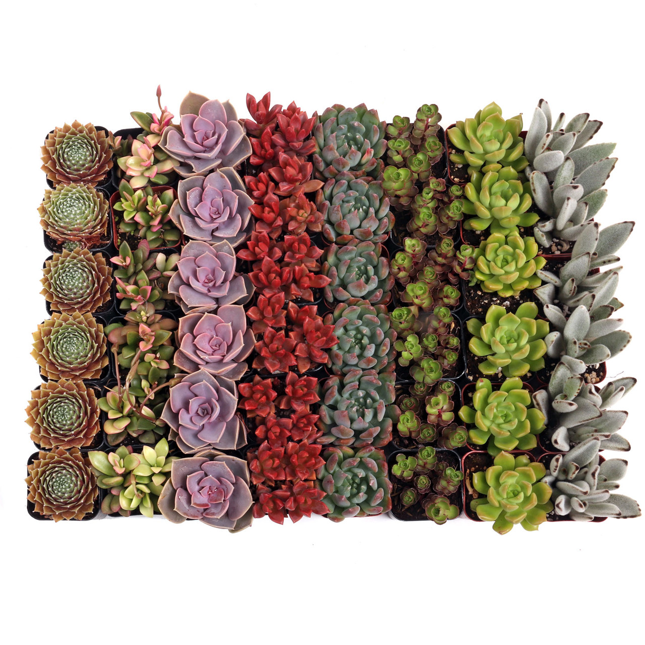 MCG 48 Special™ Bulk Succulent Assortment 8 Types 6 of Each 2in Pots