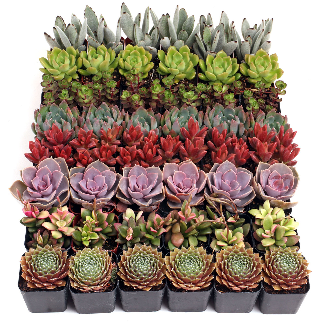 MCG 48 Special™ Bulk Succulent Assortment 8 Types 6 of Each 2in Pots