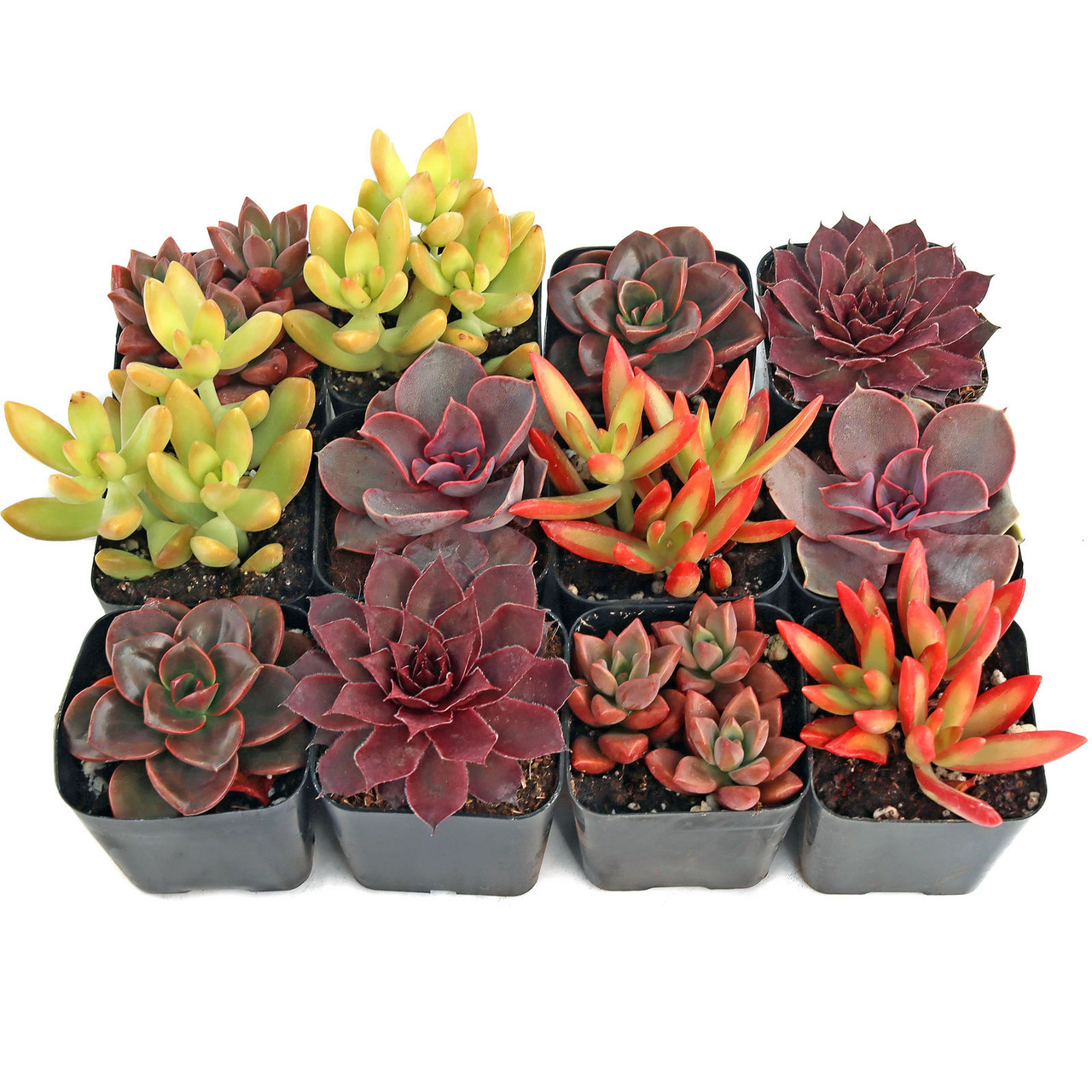 Nuthin' But Color Succulent Pack (6-12 Plants, 2" Pots)