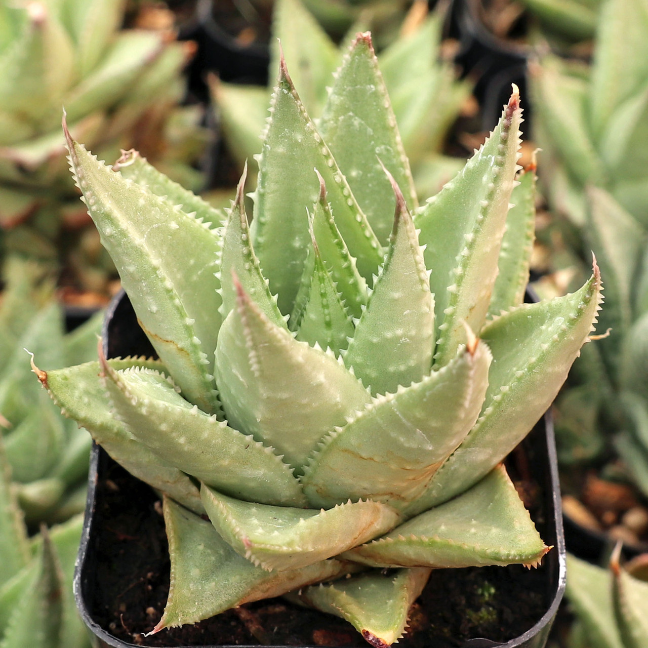 aloe vera kissen Aloe Vera Viscokissen