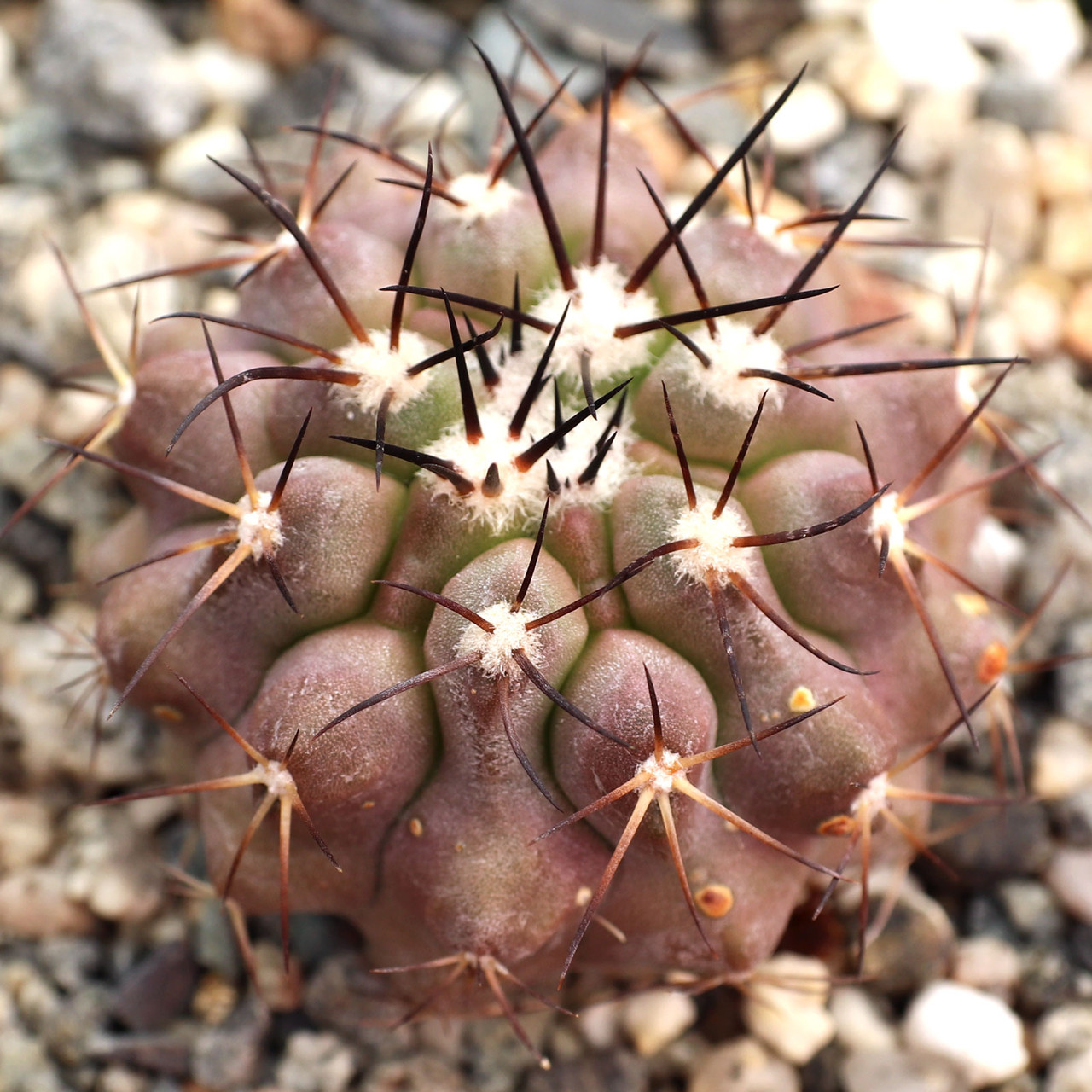 Copiapoa esmeraldana | Mountain Crest Gardens™