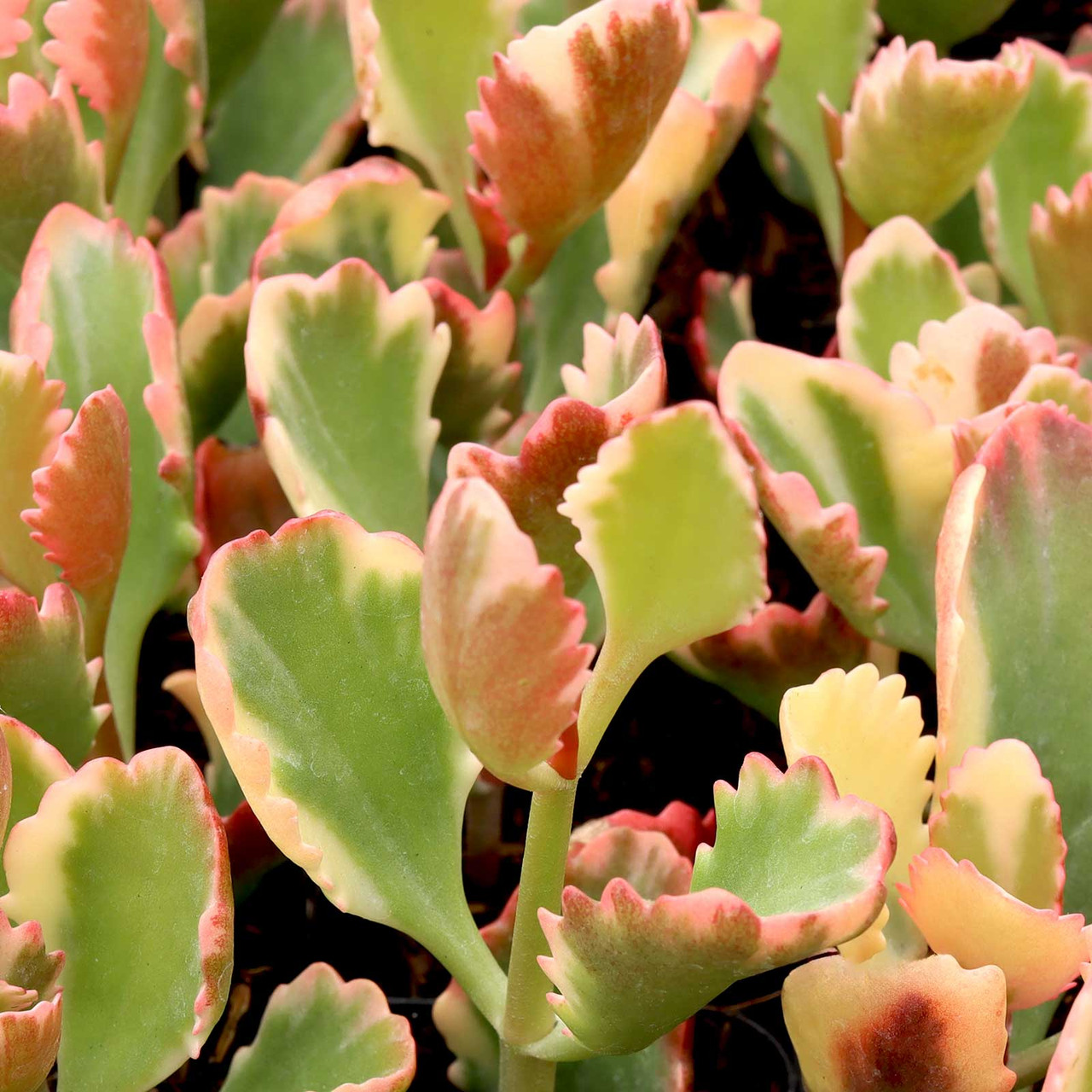 Kalanchoe sexangularis f. variegata | MCG™