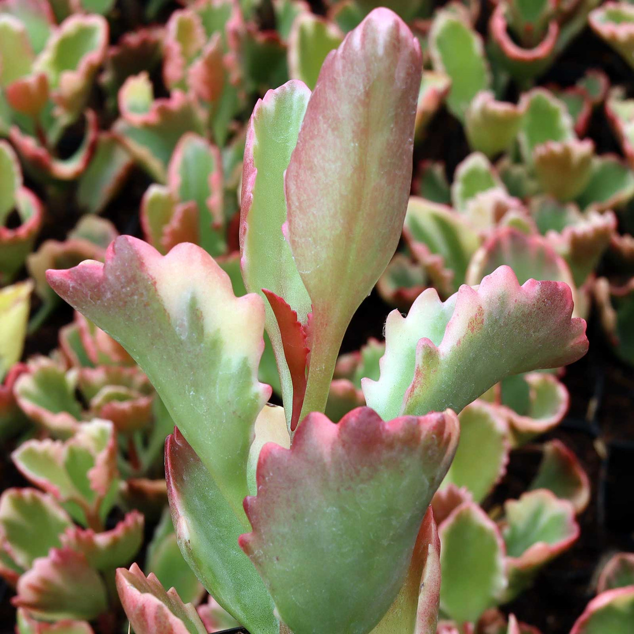 Kalanchoe sexangularis f. variegata