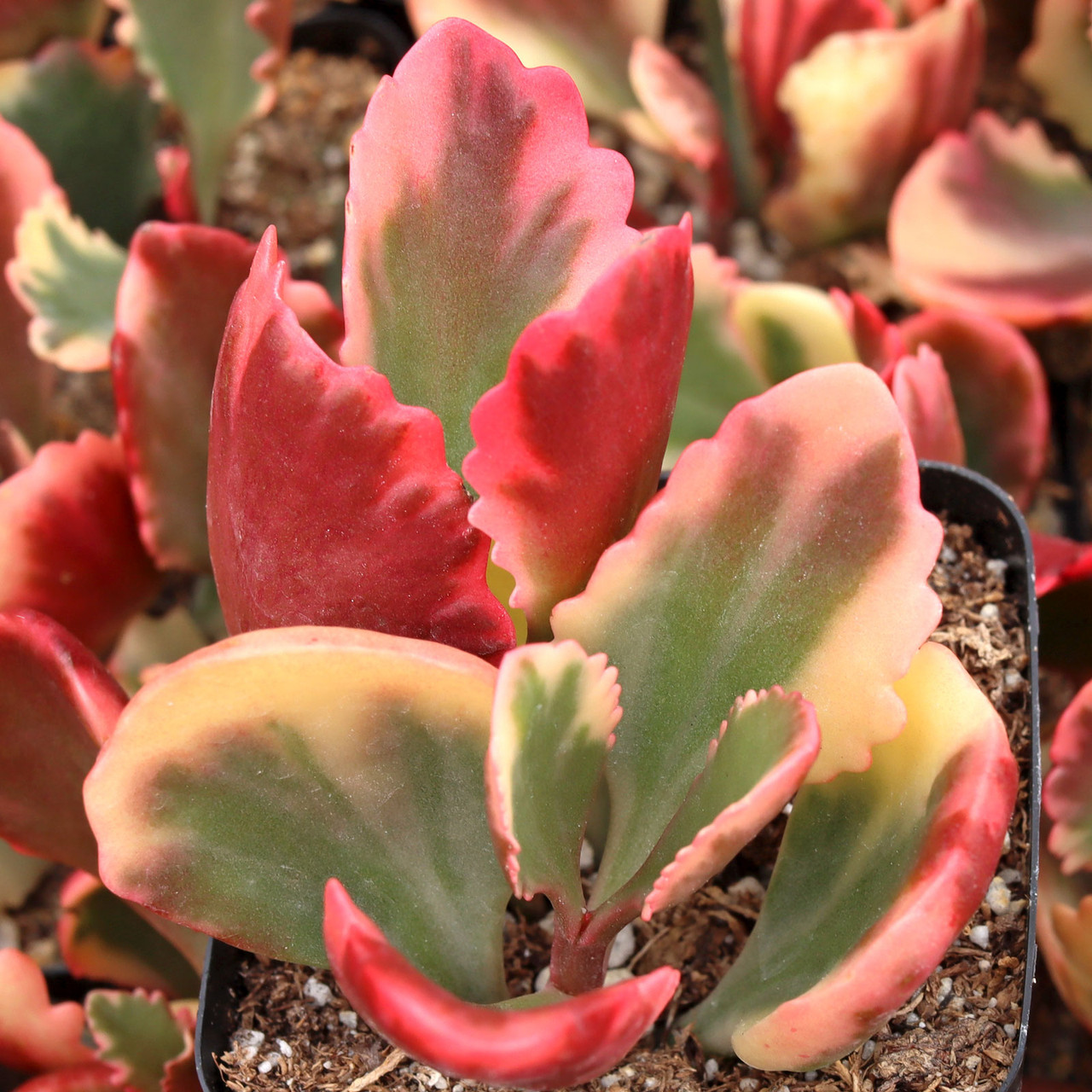 Kalanchoe sexangularis f. variegata