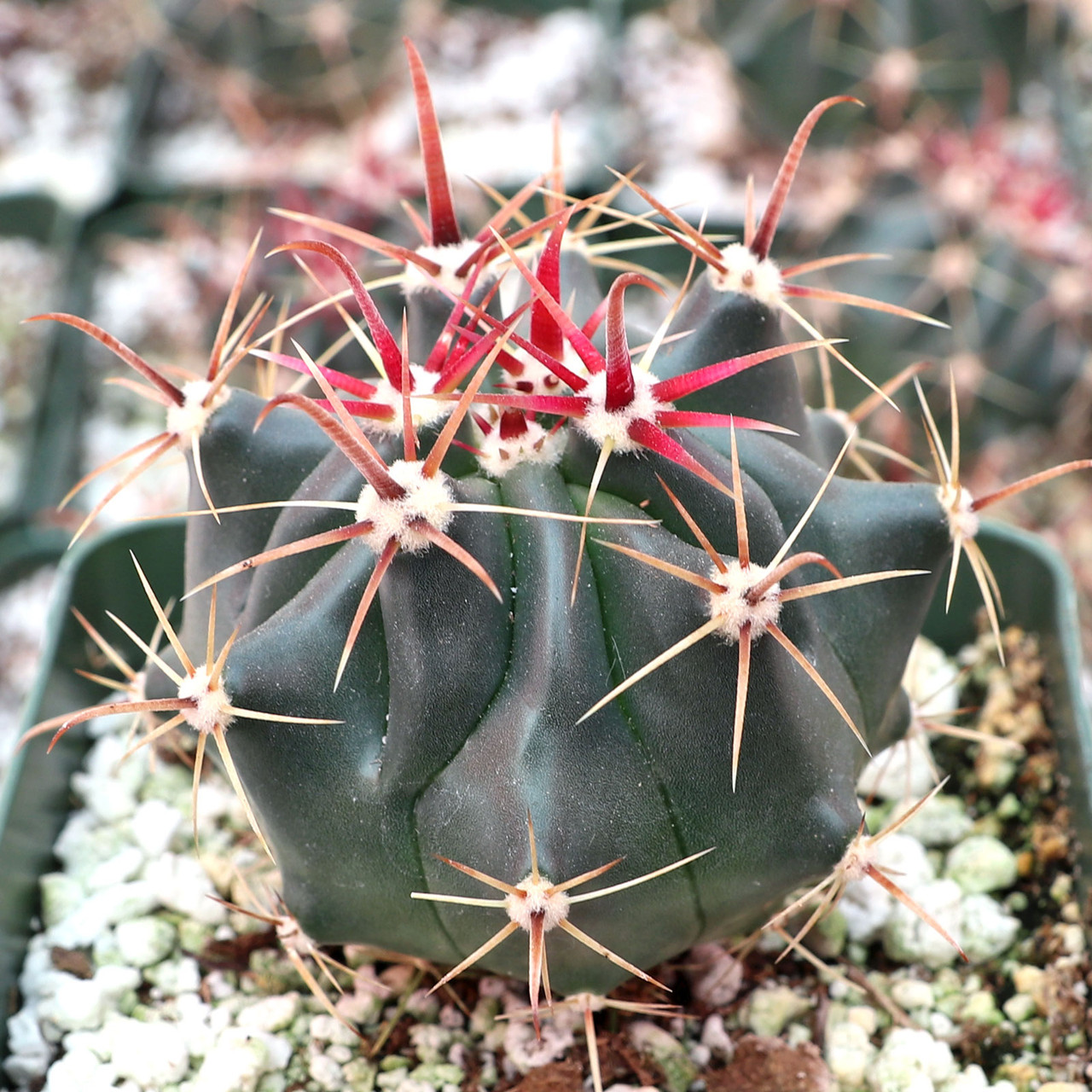 Ferocactus wislizeni ssp. herrerae - Twisted Barrel Cactus