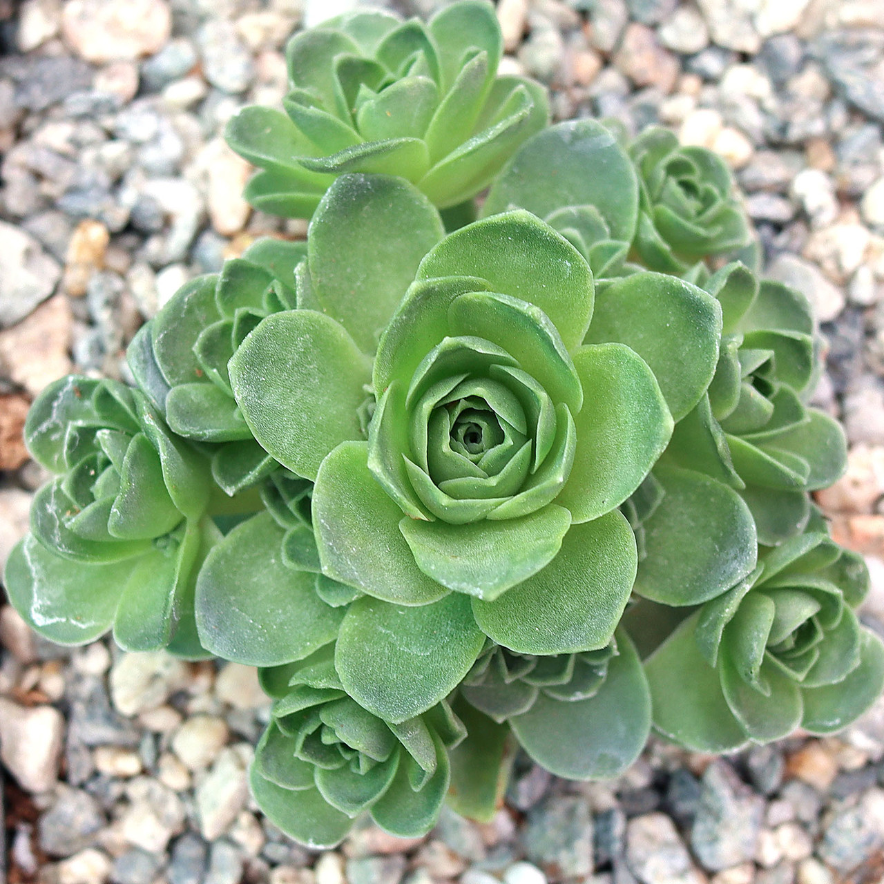 Aeonium dodrantale (Greenovia) - Mountain Rose [large]