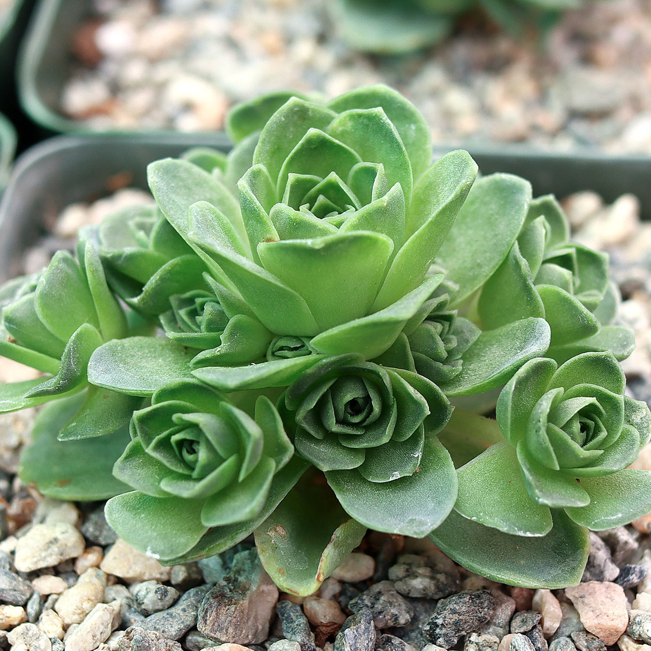 Aeonium dodrantale (Greenovia) - Mountain Rose [large]