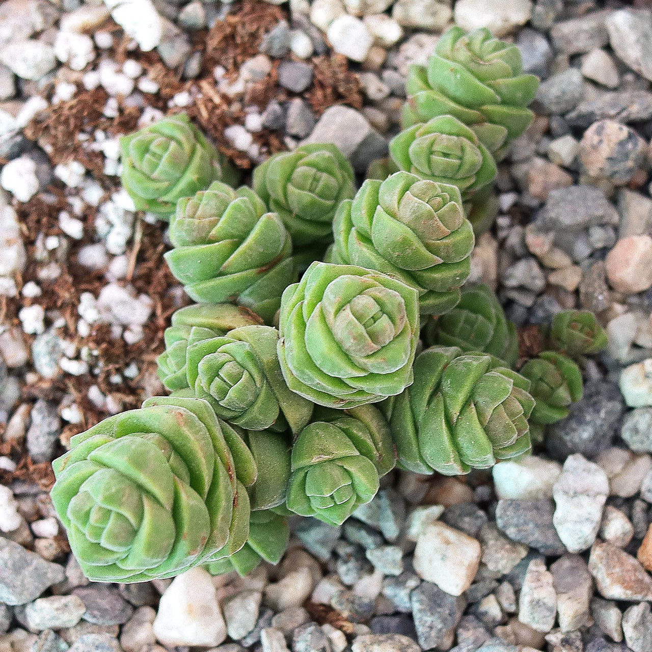 Crassula columella - Pillar Plant | MCG