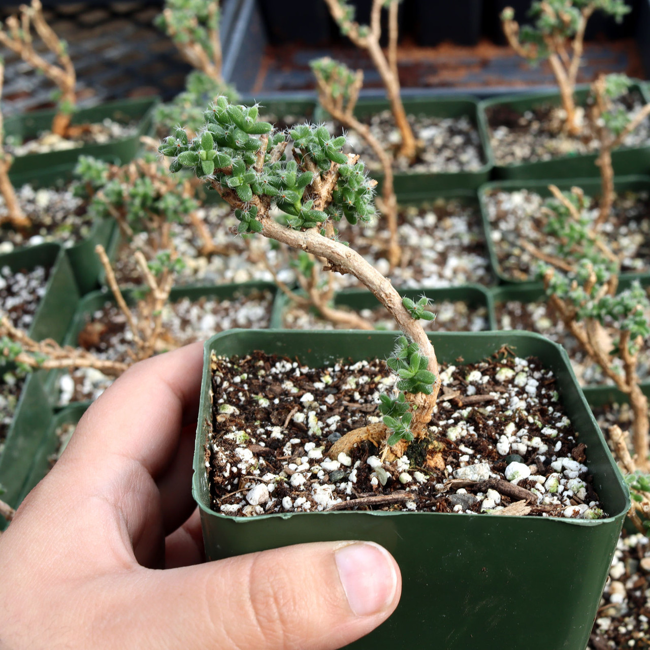 Trichodiadema bulbosum - African Bonsai [large] | MCG