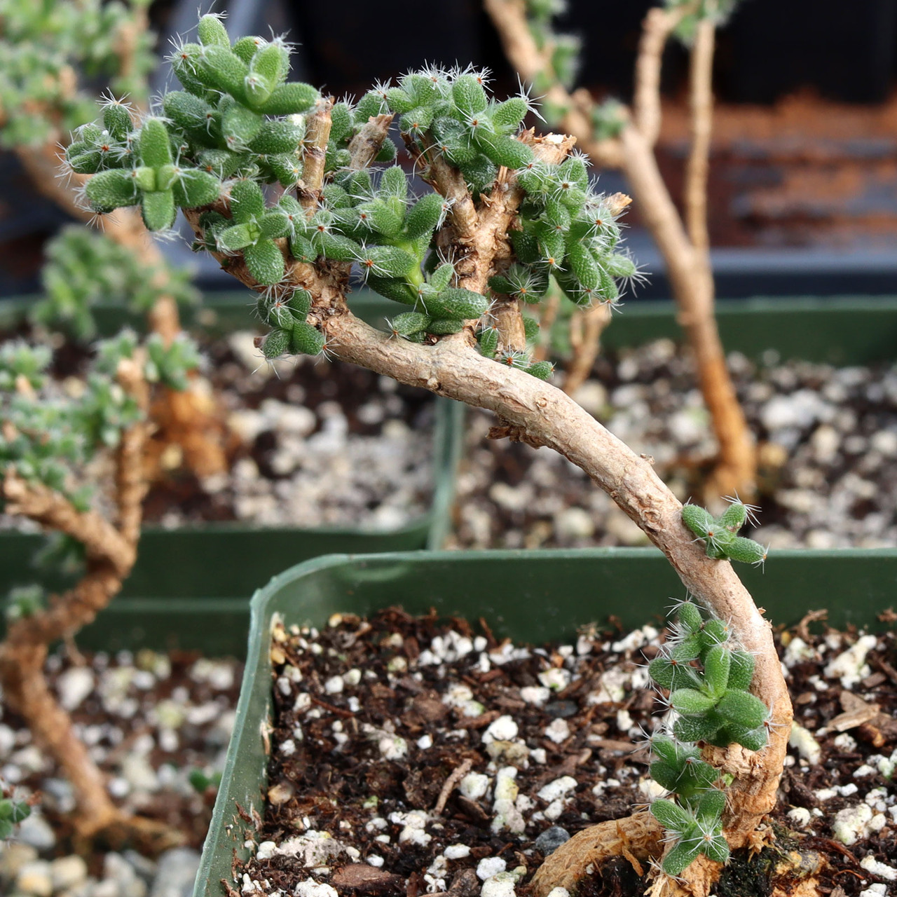 Trichodiadema bulbosum - African Bonsai [large] | MCG™