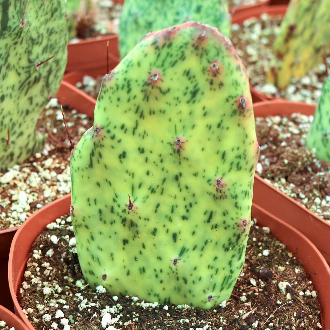 Mountain Crest Gardens Opuntia Sunburst - Thumbnail 3