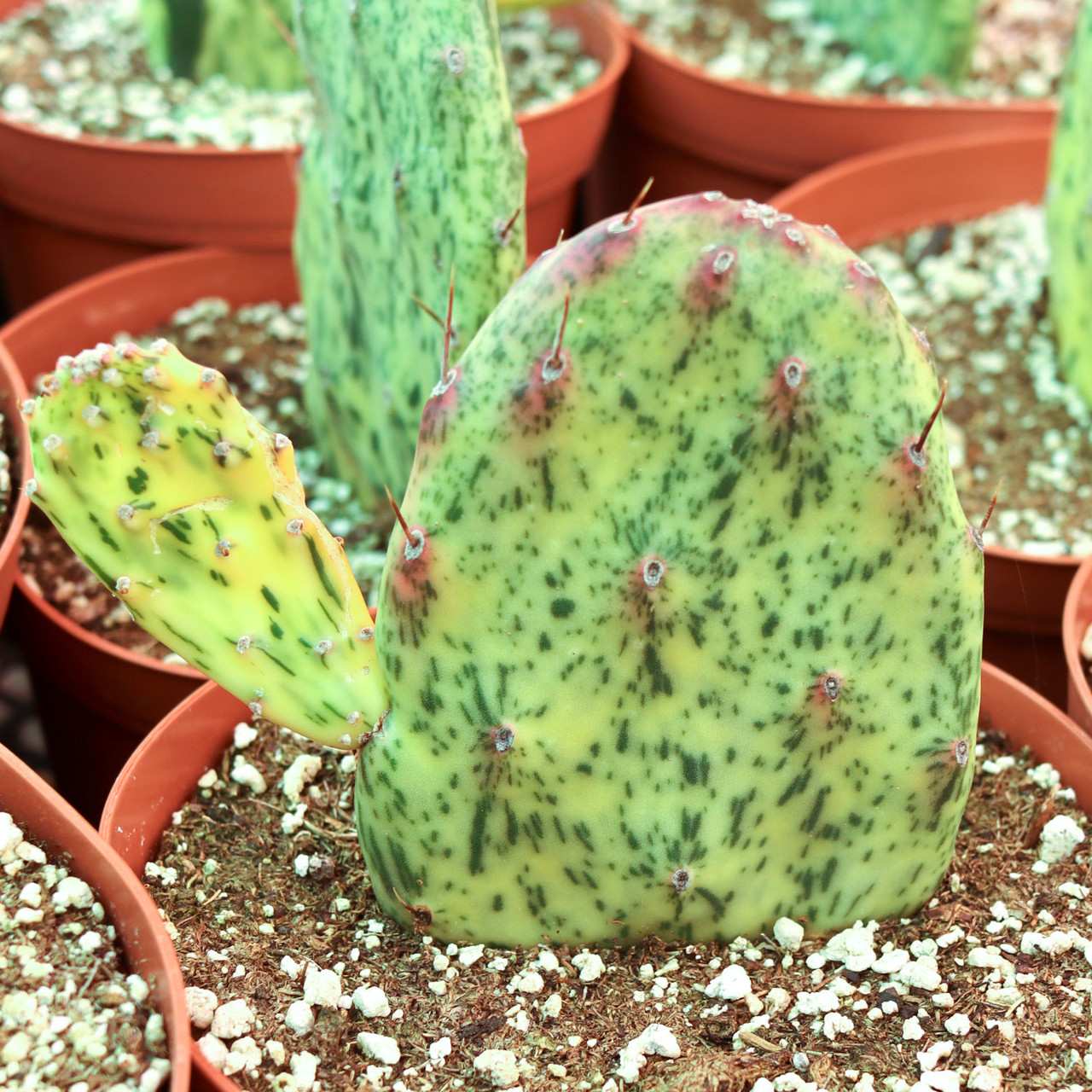 Mountain Crest Gardens Opuntia Sunburst