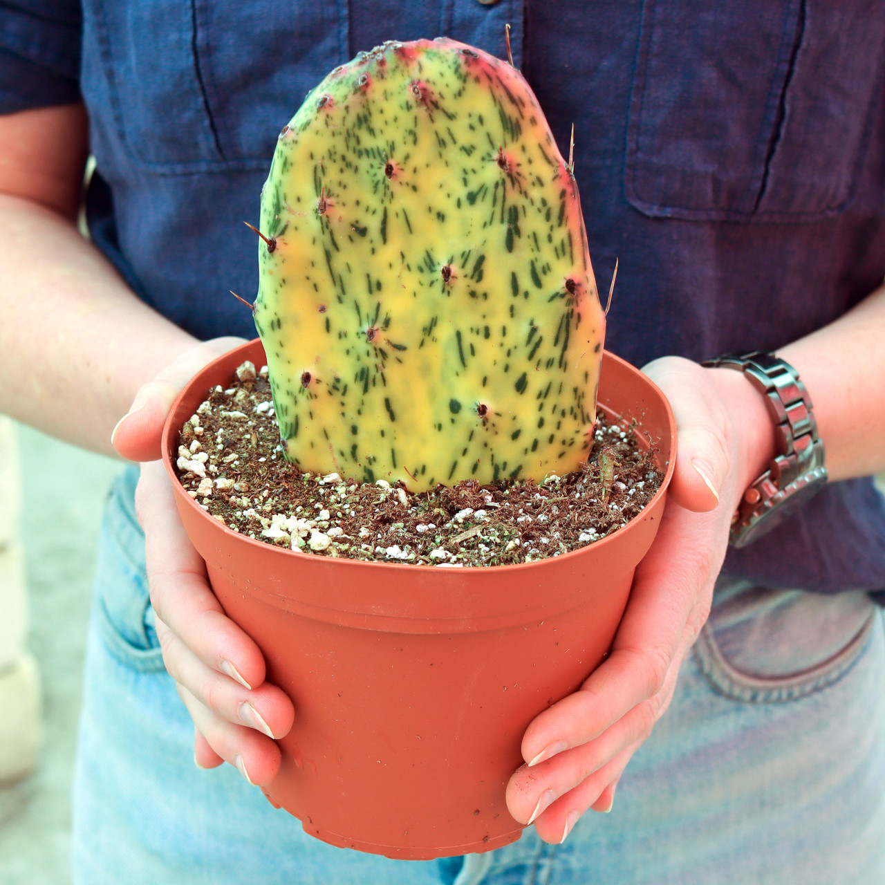 Mountain Crest Gardens Opuntia Sunburst - Thumbnail 2