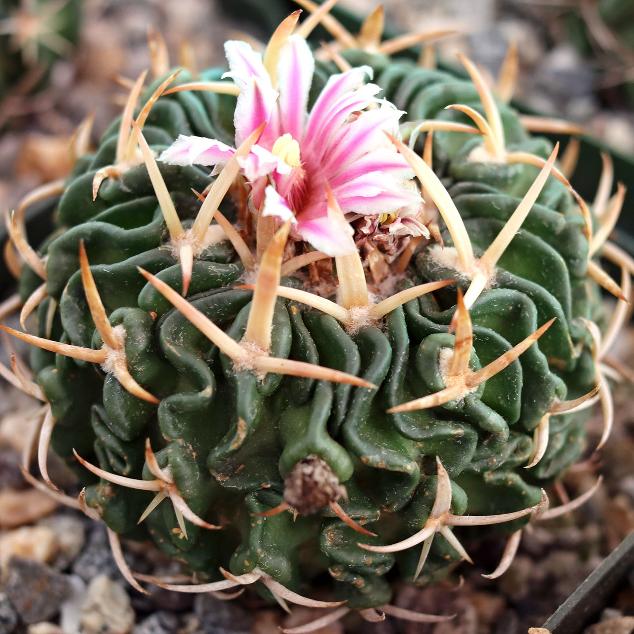 Stenocactus anfractuosus | Mountain Crest Gardens