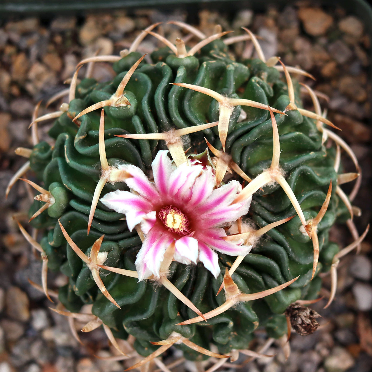 Stenocactus anfractuosus | Mountain Crest Gardens™