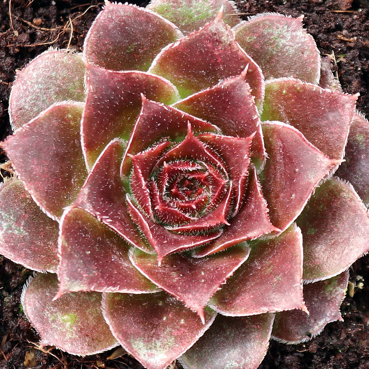 センペルビウム　トロント Sempervivum heuffelii 'Toronto' | MCG™