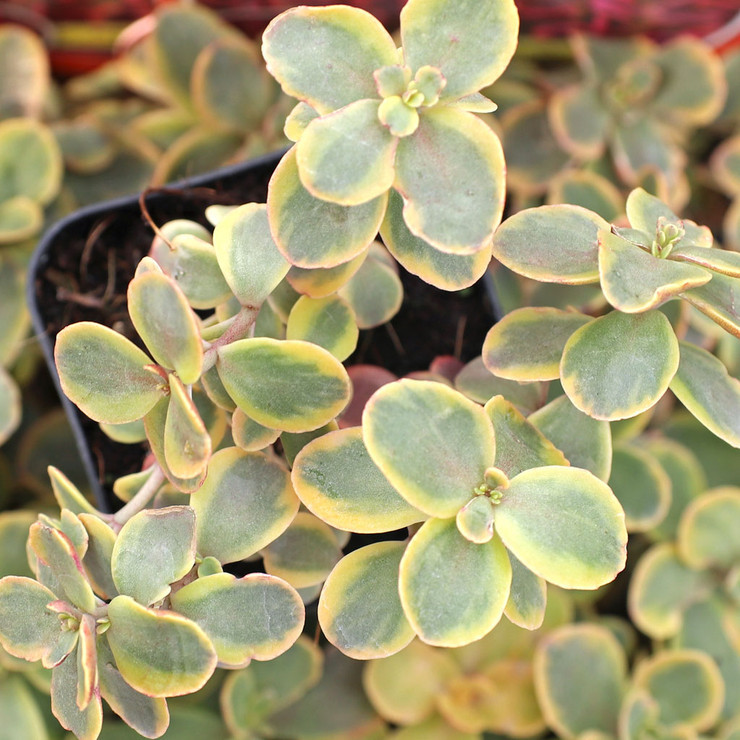 Sedum Sunsparkler - Thumbnail 5