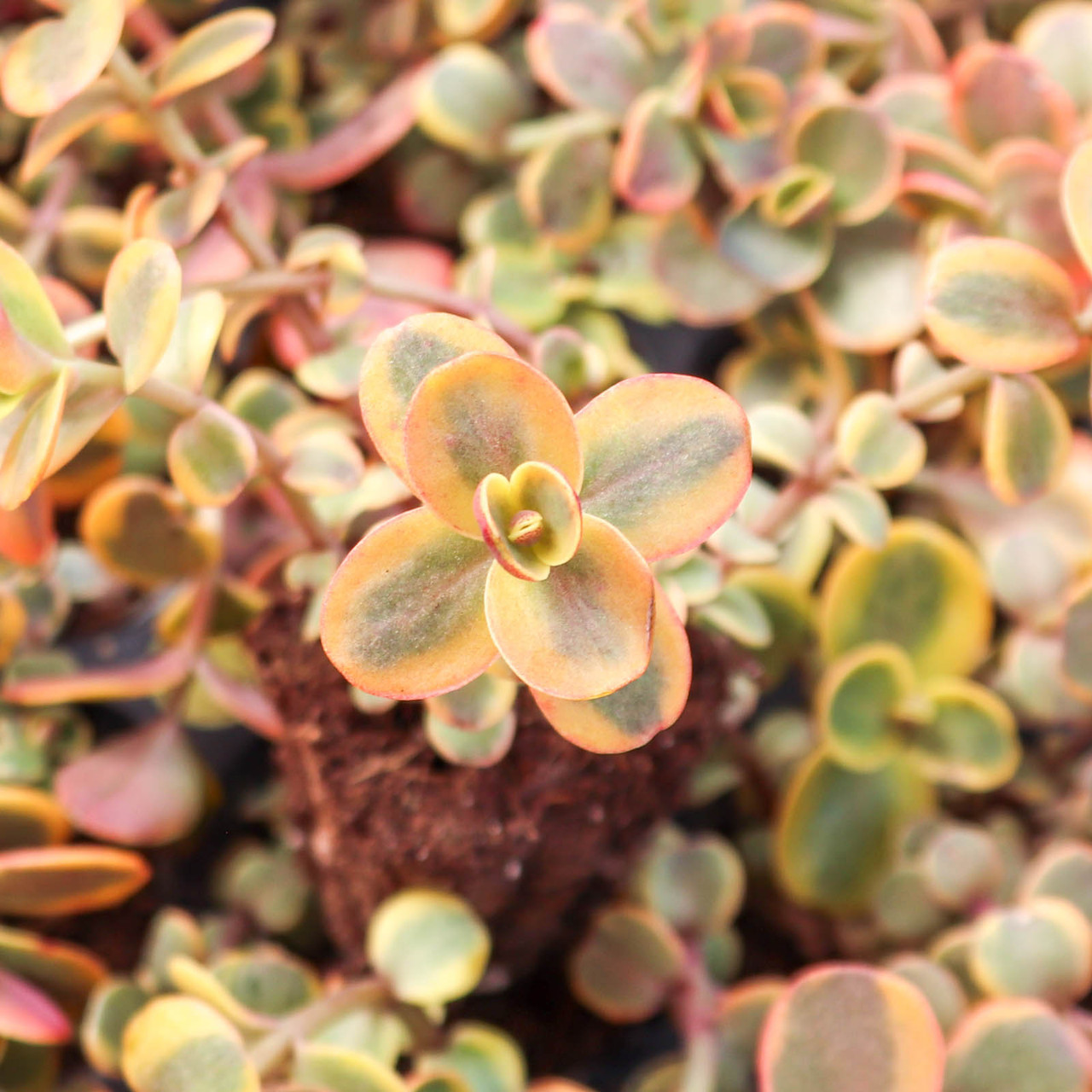 Sedum Sunsparkler® 'Wildfire' [plug] - Mountain Crest Gardens