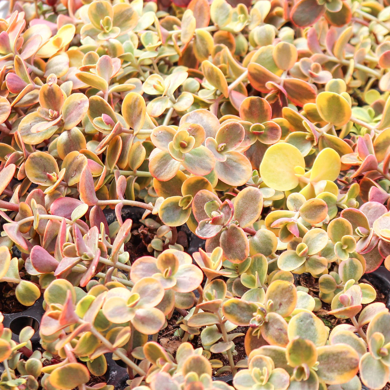 Sedum Sunsparkler® 'Wildfire' [plug] - Mountain Crest Gardens