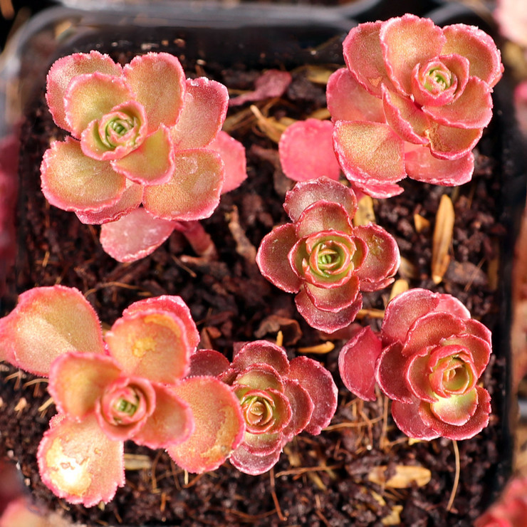 olivenbaum fr innen kaufen Knstlicher Olivenbaum 120 cm gnstig online kaufen