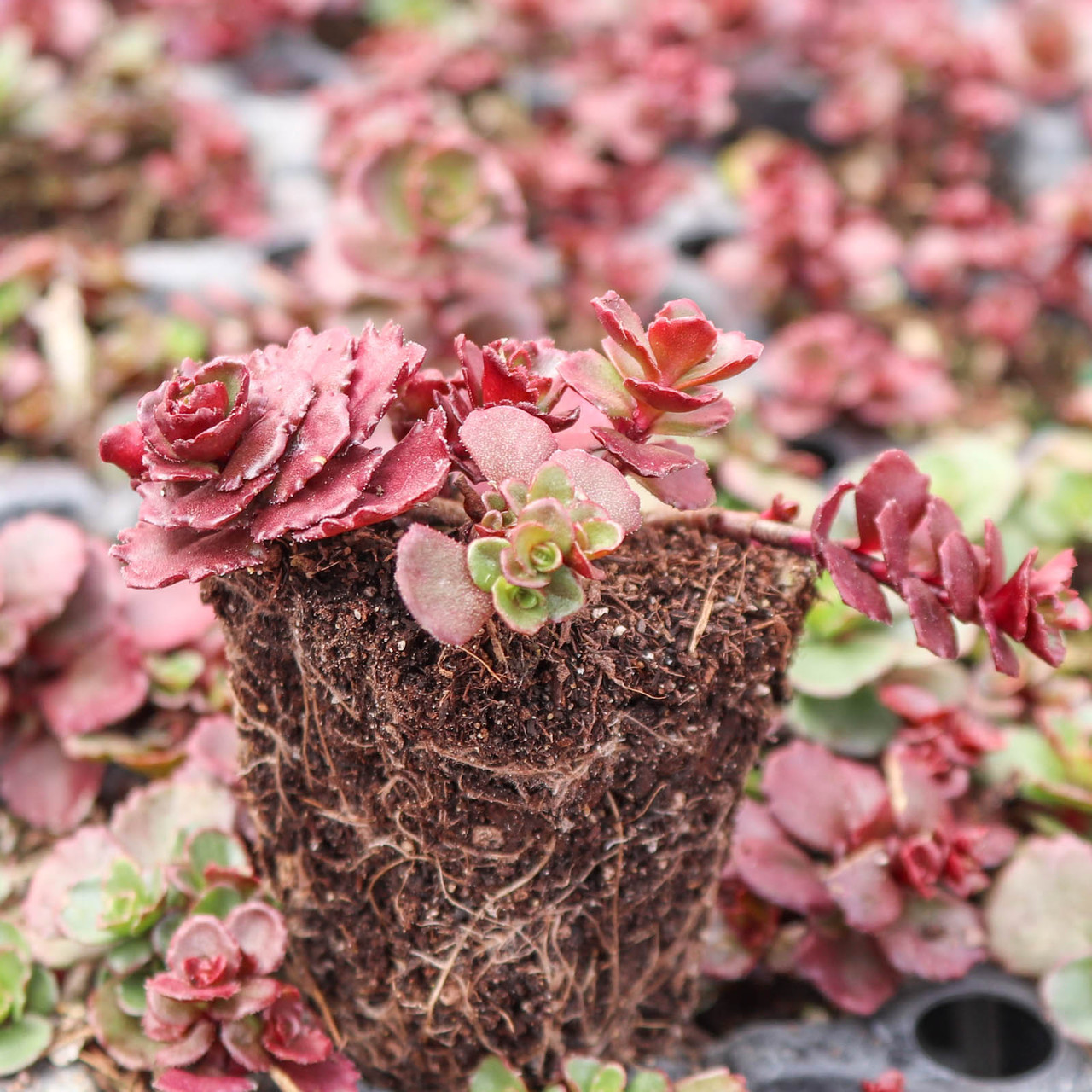Sedum spurium 'Dragon's Blood' [plug] - Mountain Crest Gardens