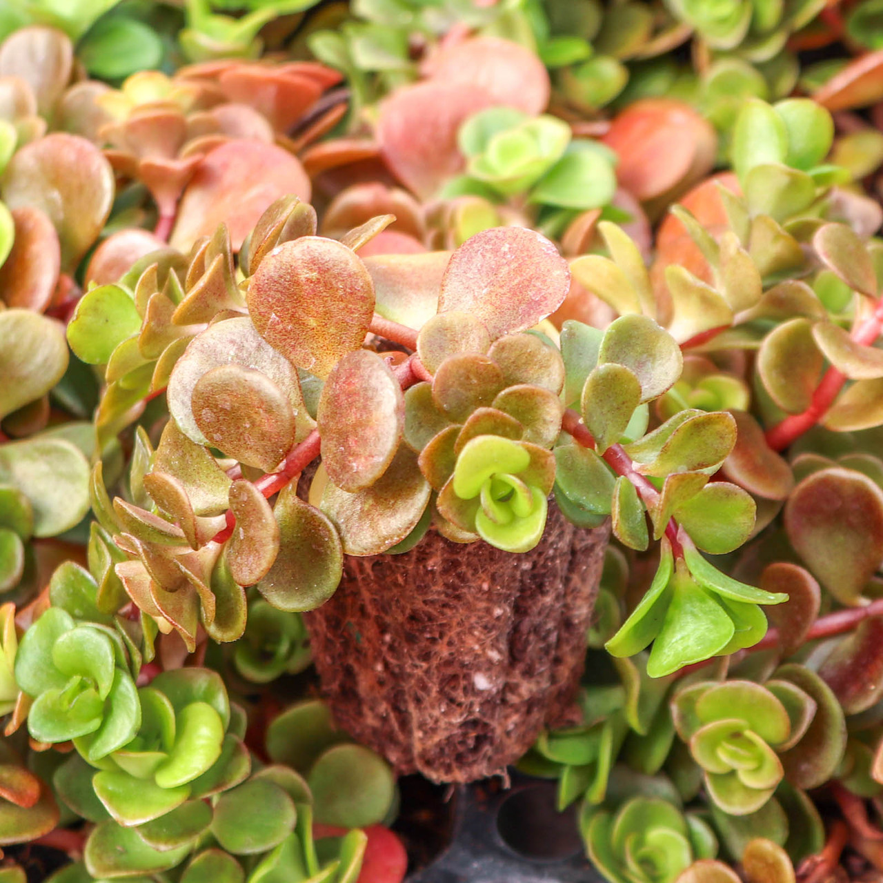 rocks for succulents Stone Succulent Planter main image 0