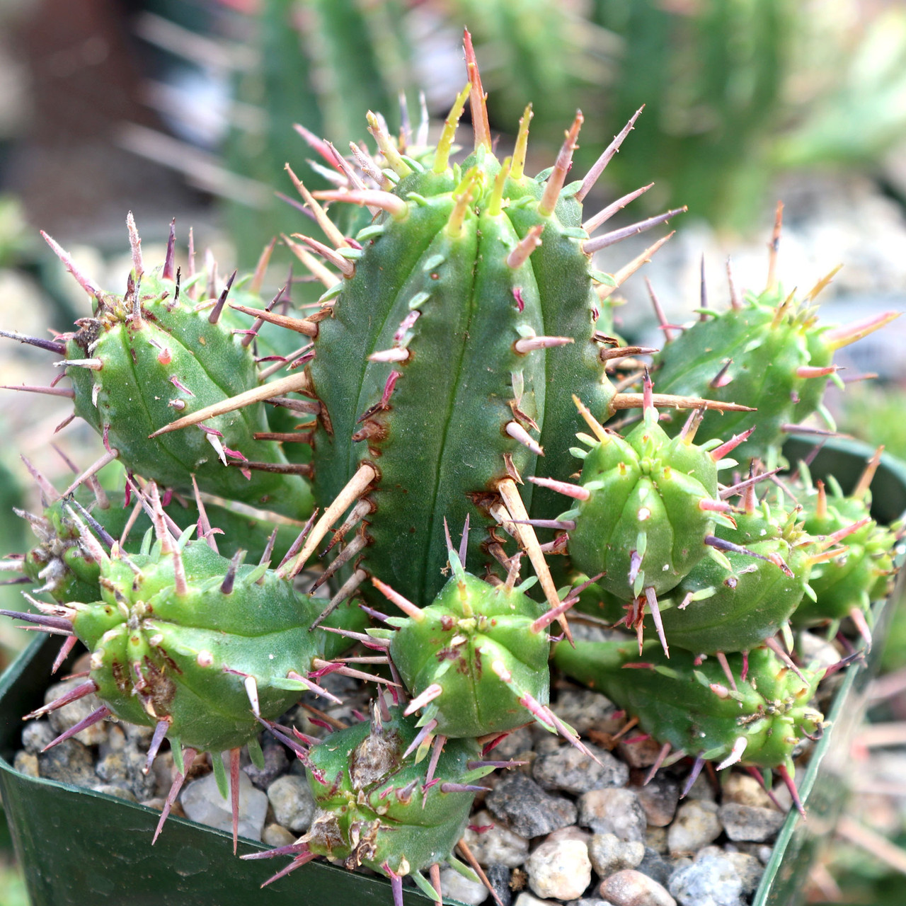 Euphorbia ferox - Thumbnail 4