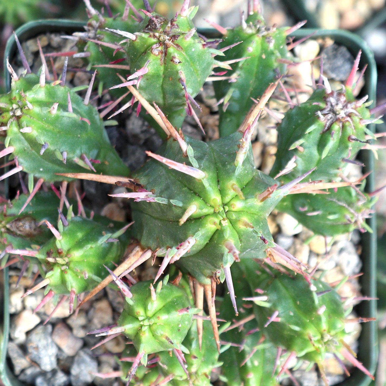 Euphorbia ferox - Thumbnail 2