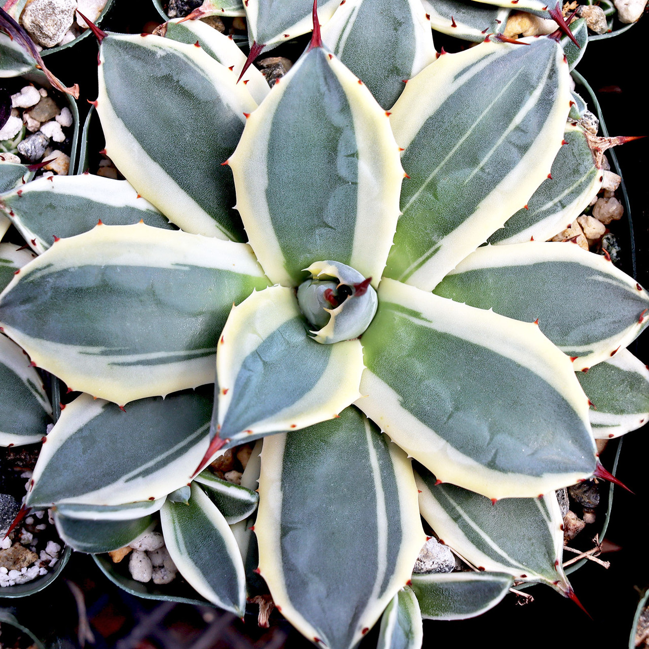 Agave applanata 'Cream Spike' [large] | MCG®