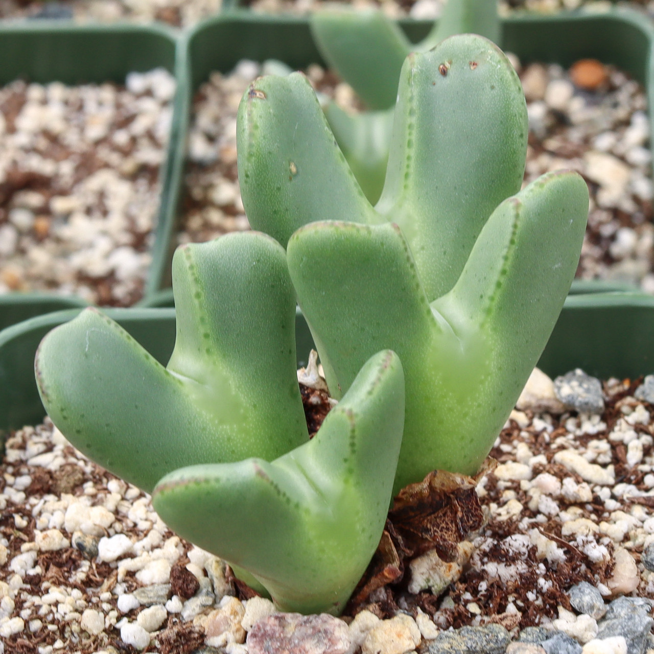 Conophytum bilobum | Mountain Crest Gardens™