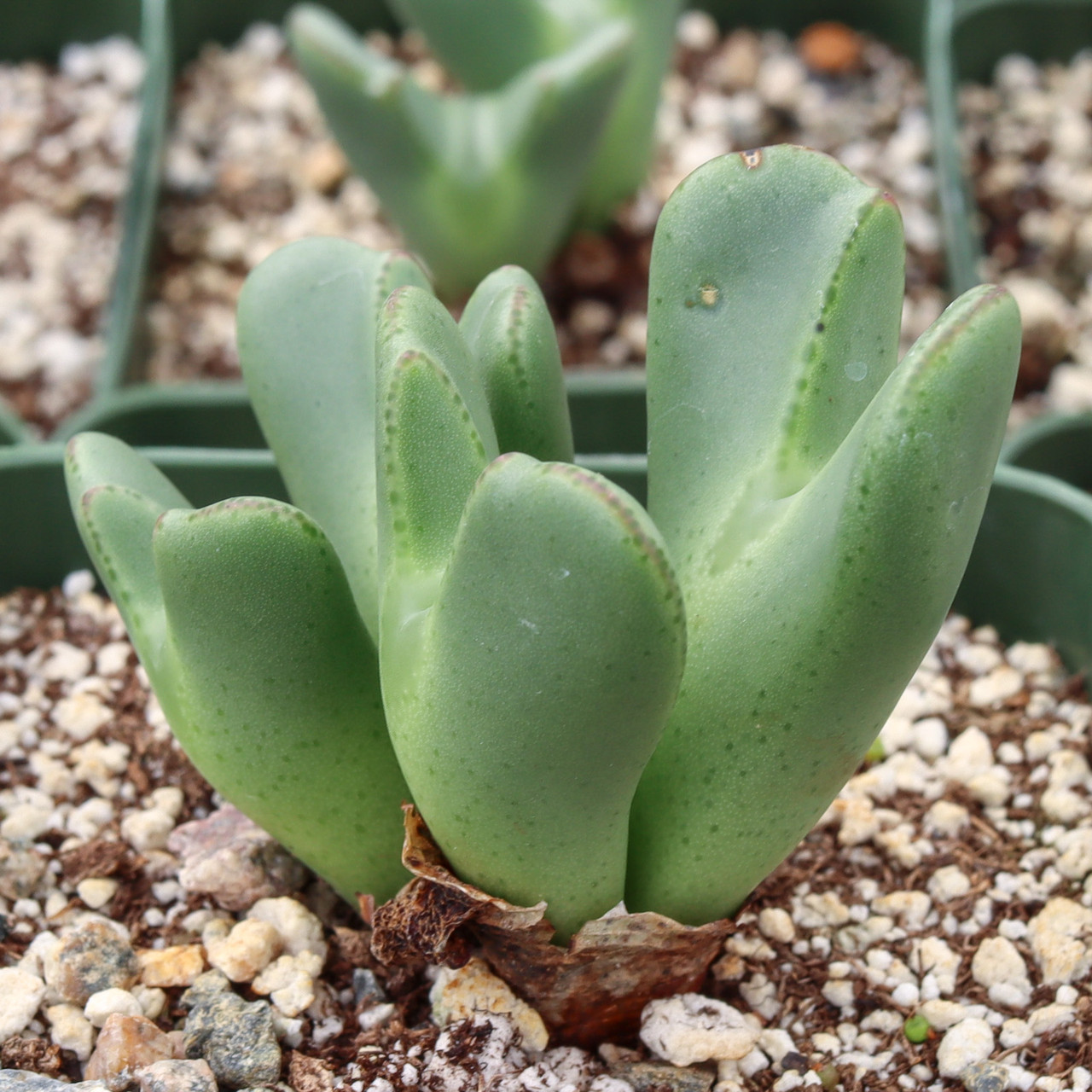 fake plants pots 3-Pack Echeveria Elegans Artificial Succulents In Ceramic Pot 5