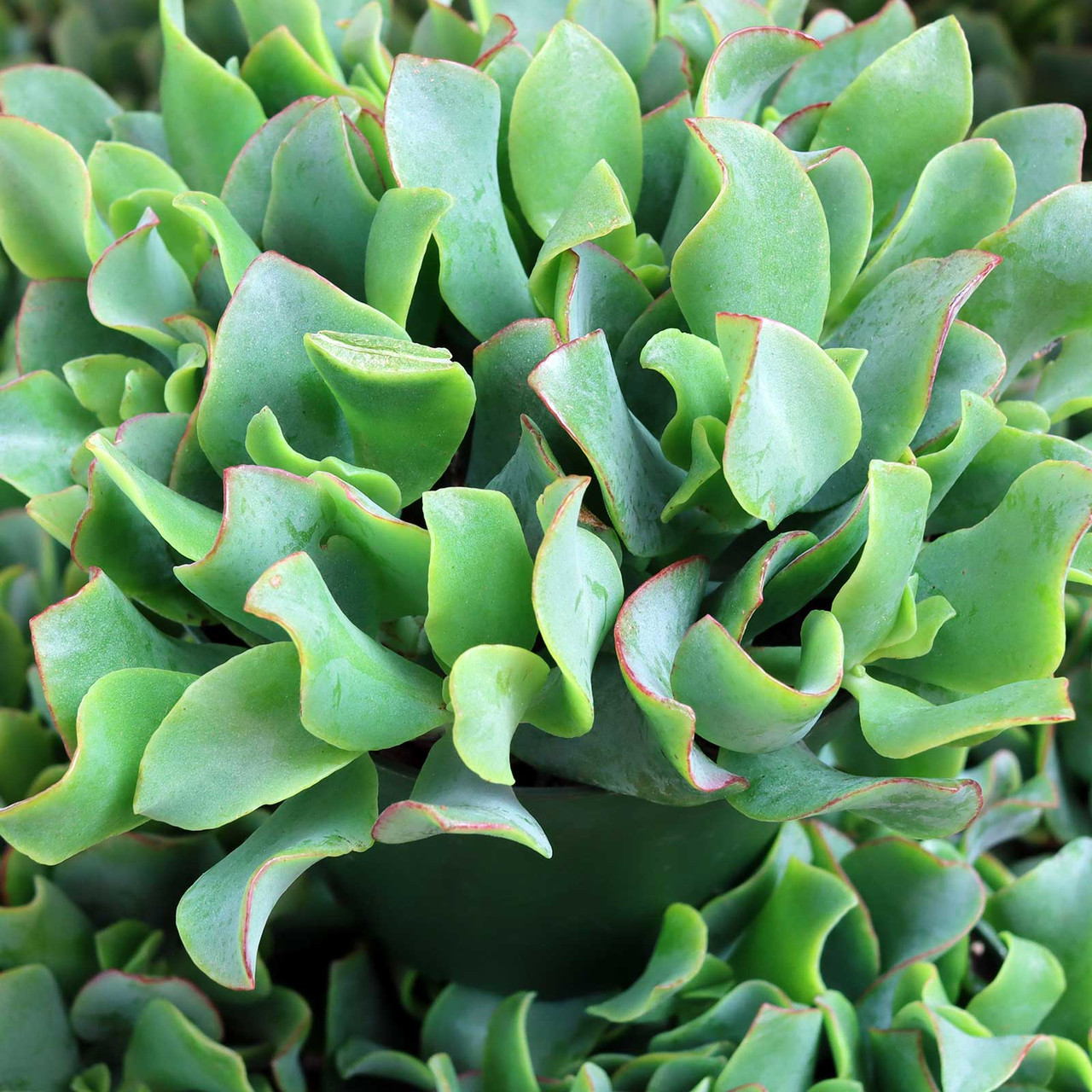 Crassula undulatifolia - Ripple Jade [large]