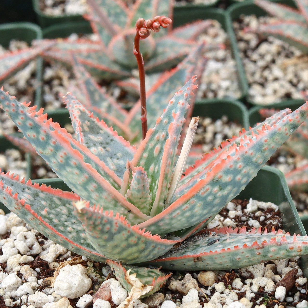 Aloe 'Donnie' | Mountain Crest Gardens™