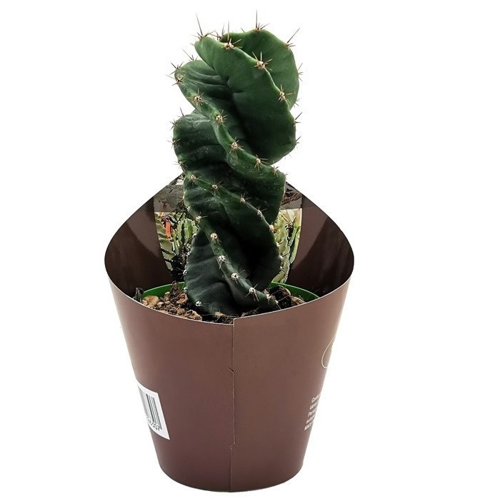 Cereus forbesii 'Spiralis' - Spiral Cactus [large] [bare root]