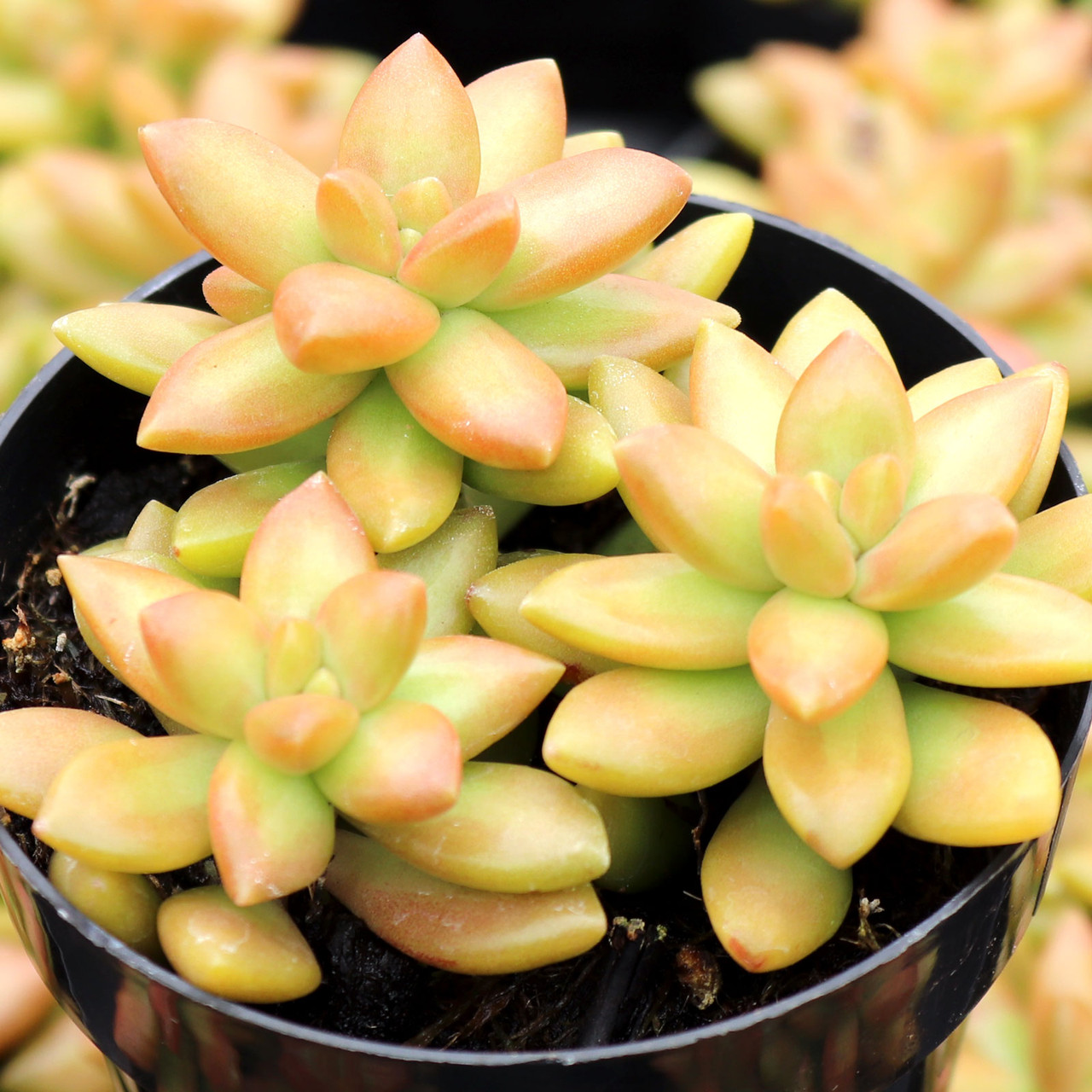 Sedum adolphi 'Gold Dust'