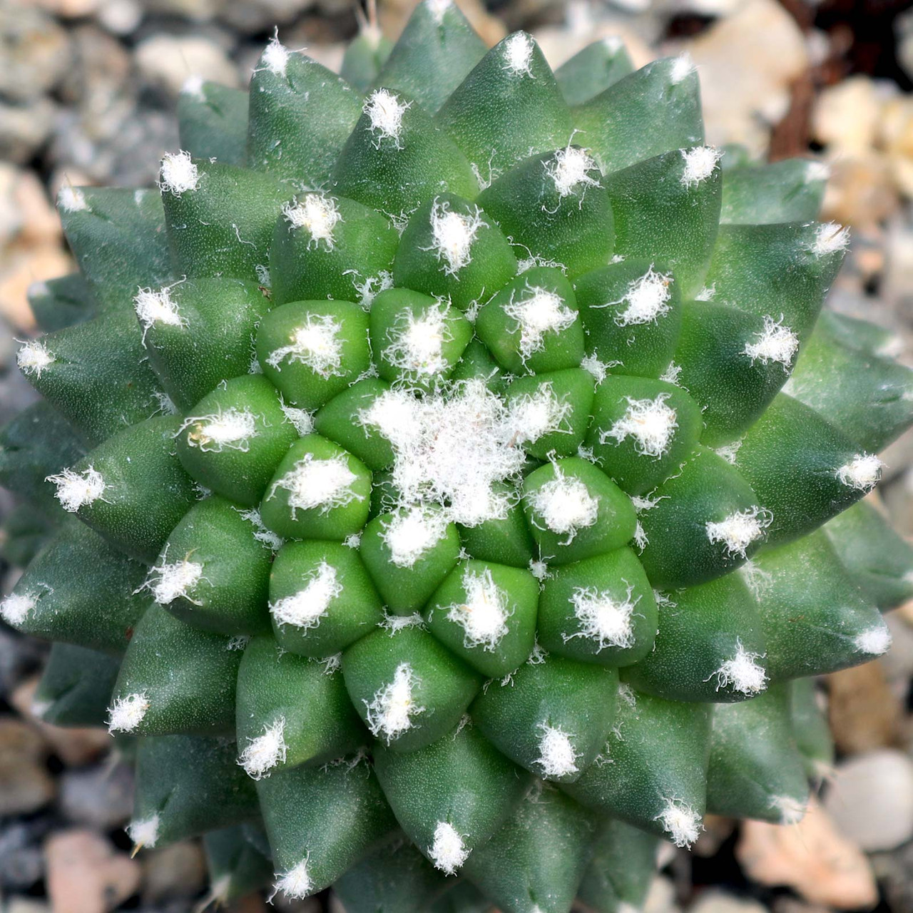mammillaria mammillaris Mammillaria boolli – Planet Desert main image 0