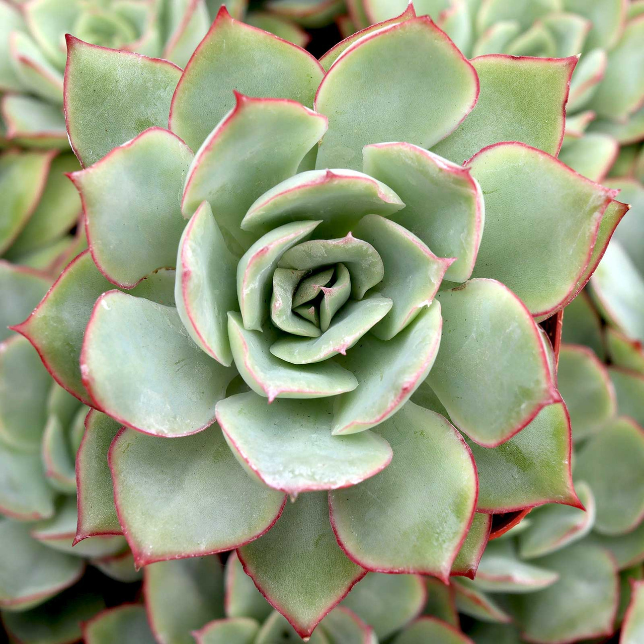 Echeveria 'Esther'
