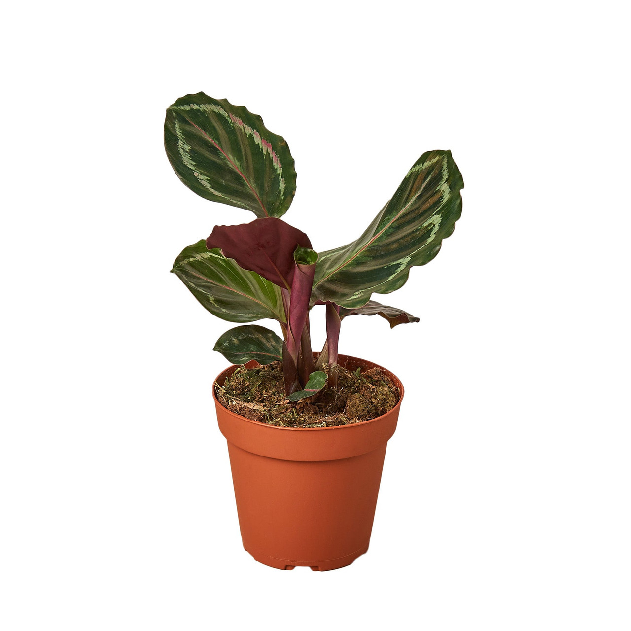Mountain Crest Gardens Calathea Roseopicta Medallion - Thumbnail 3