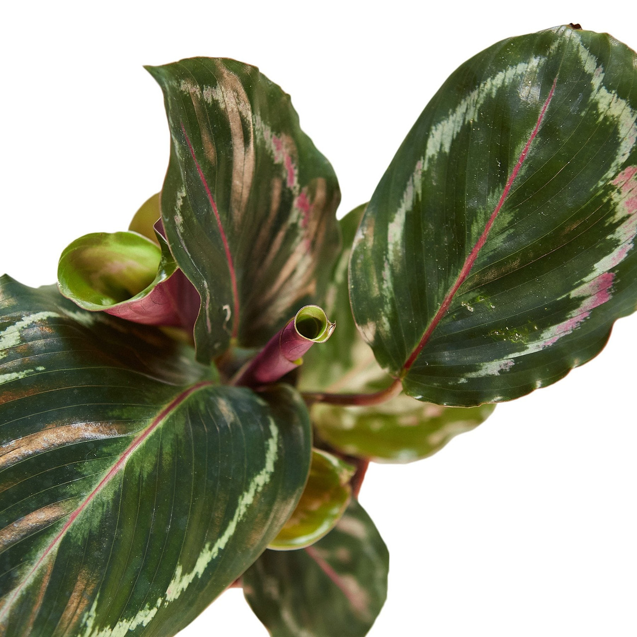 Mountain Crest Gardens Calathea Roseopicta Medallion - Thumbnail 2