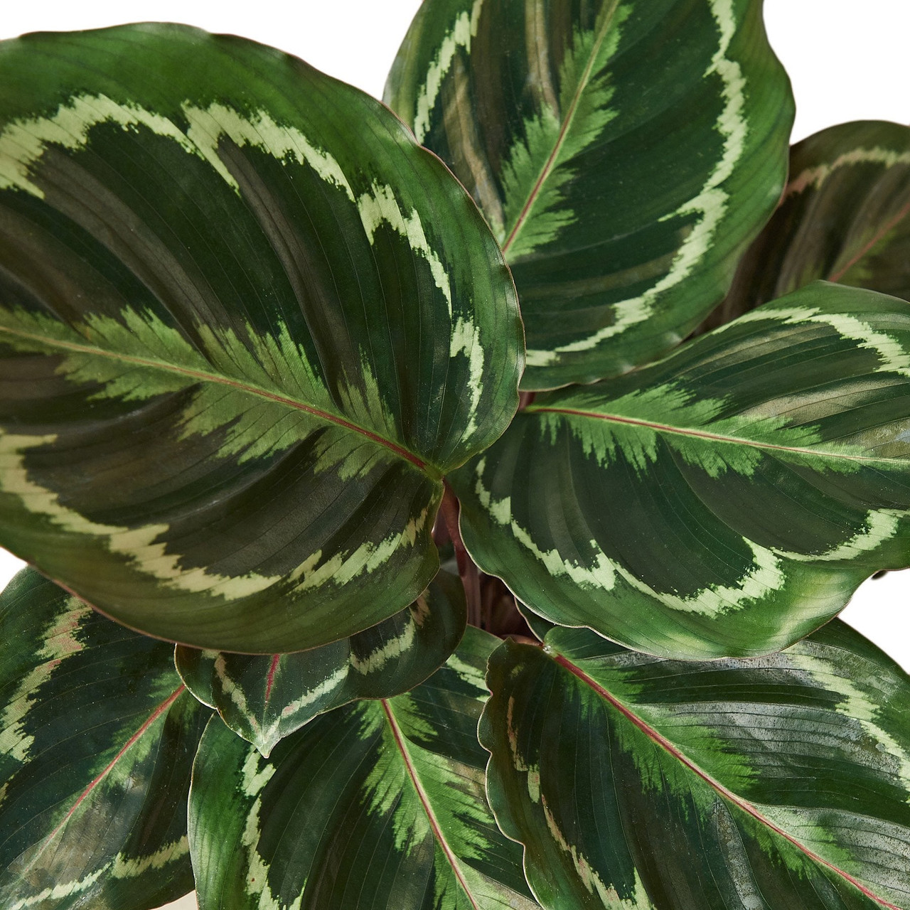 zebrina calathea Calathea zebrina main image 1