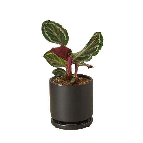 Mountain Crest Gardens Calathea Roseopicta Medallion - Thumbnail 5