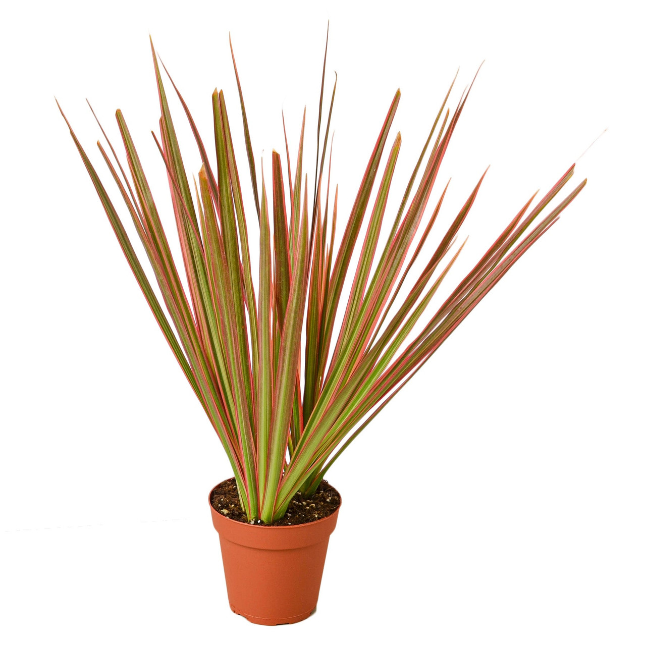Dracaena 'Colorama' - Mountain Crest Gardens