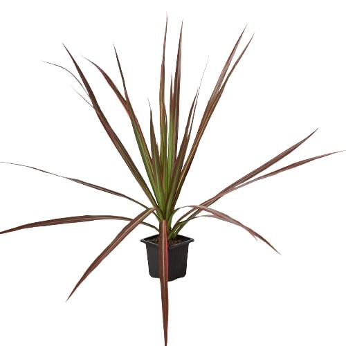 Dracaena 'Colorama' - Mountain Crest Gardens
