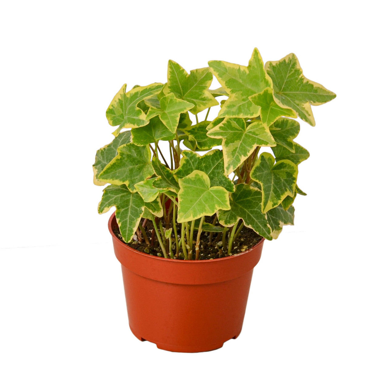 English Ivy Gold Child - Mountain Crest Gardens