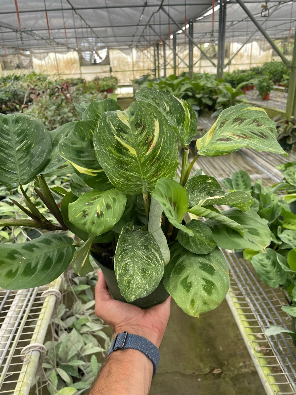Maranta Variegated 'Beauty Kim' - Mountain Crest Gardens