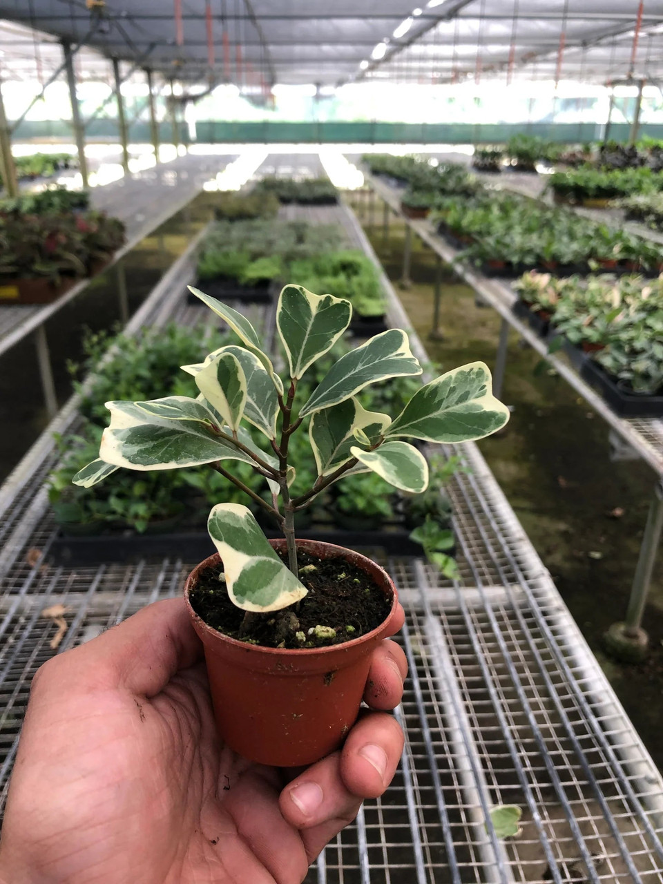 Ficus Elastica 'Triangularis' Variegated - Mountain Crest Gardens