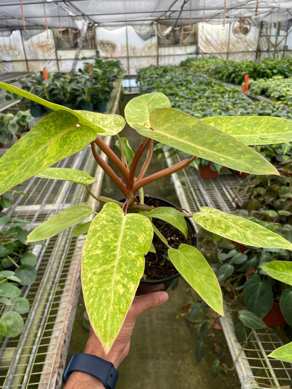 Philodendron 'Painted Lady' - Mountain Crest Gardens