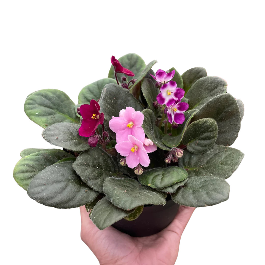 African Violet - Saintpaulia ionantha