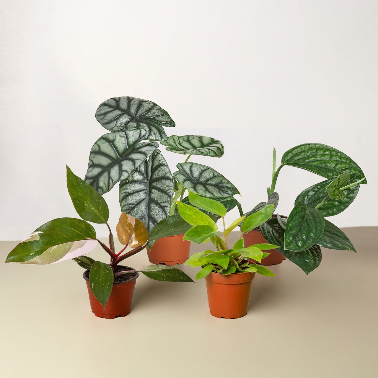 Rare Plant Bundle - Mountain Crest Gardens