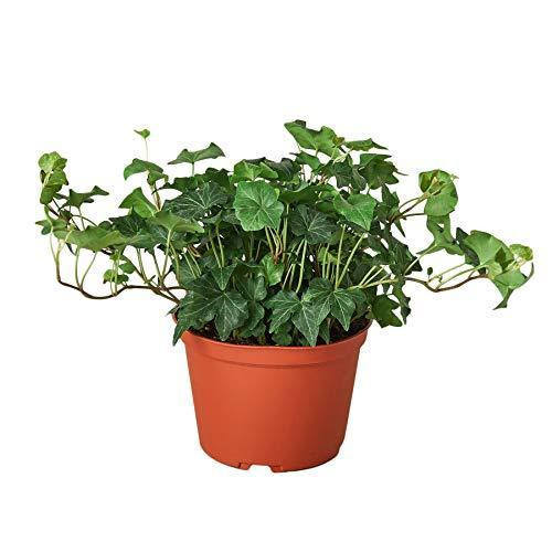 Mountain Crest Gardens English Ivy - Thumbnail 2